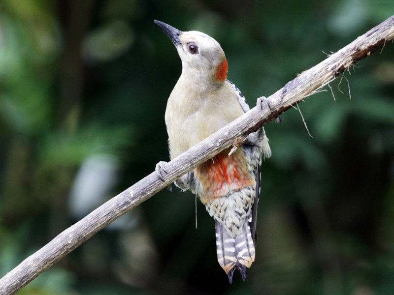 Red-crowned Woodpecker - Mark Scheel