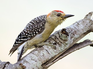  - Red-crowned Woodpecker