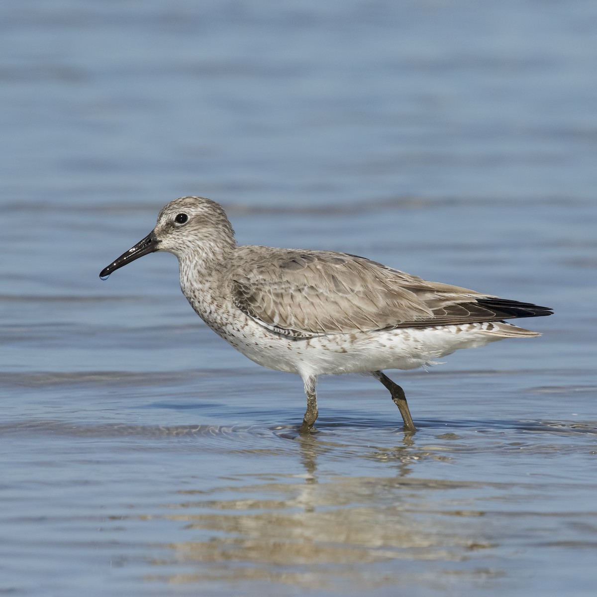Red Knot - ML52831361