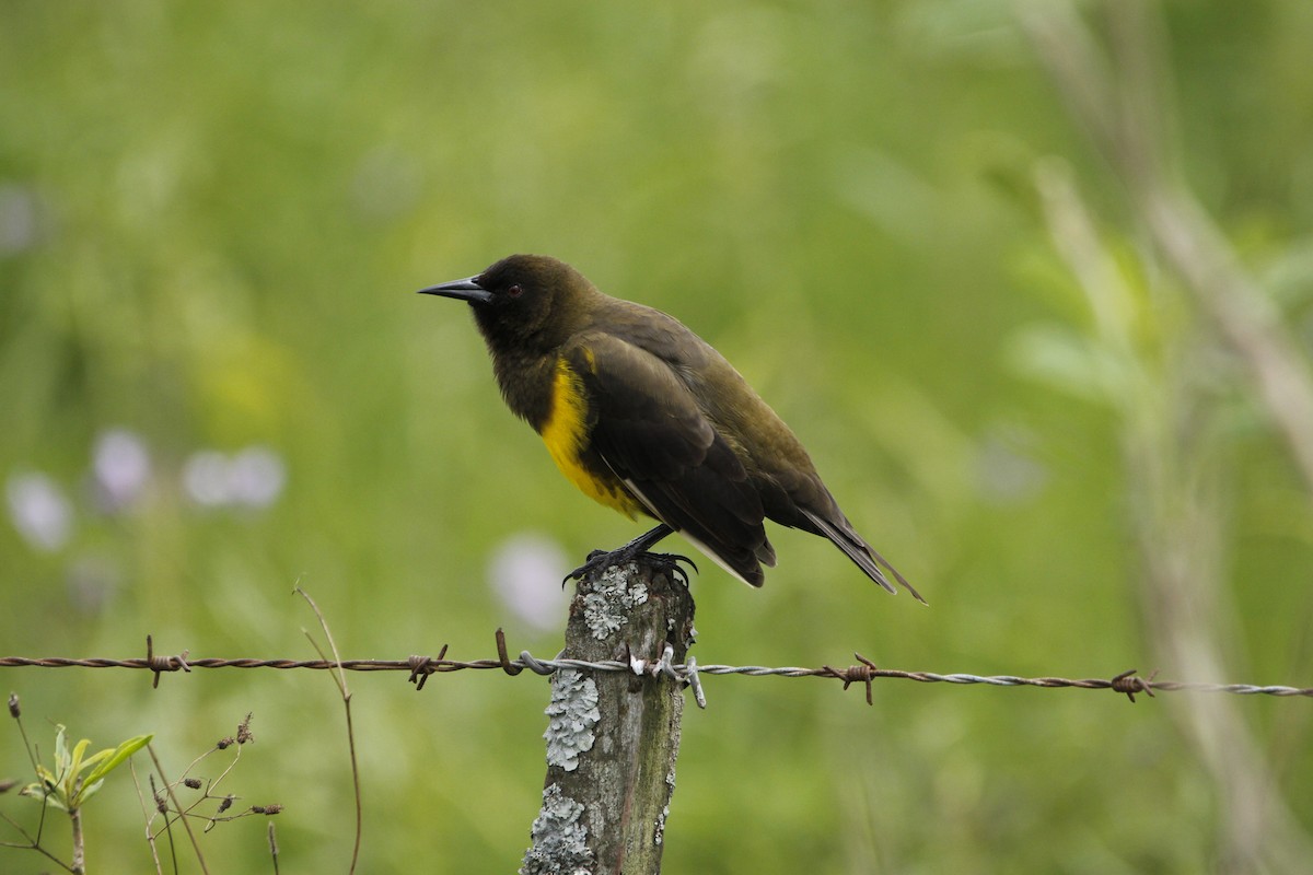 Brown-and-yellow Marshbird - JESSICA ARRIGORRIA