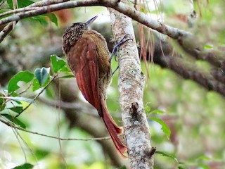 成鳥 (Spot-throated) - Alfonso Auerbach - ML52831901