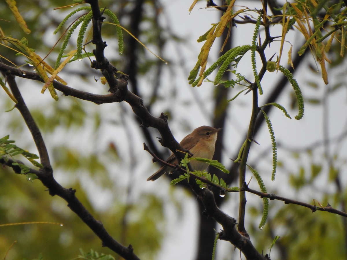 Booted/Sykes's Warbler - ML528319491