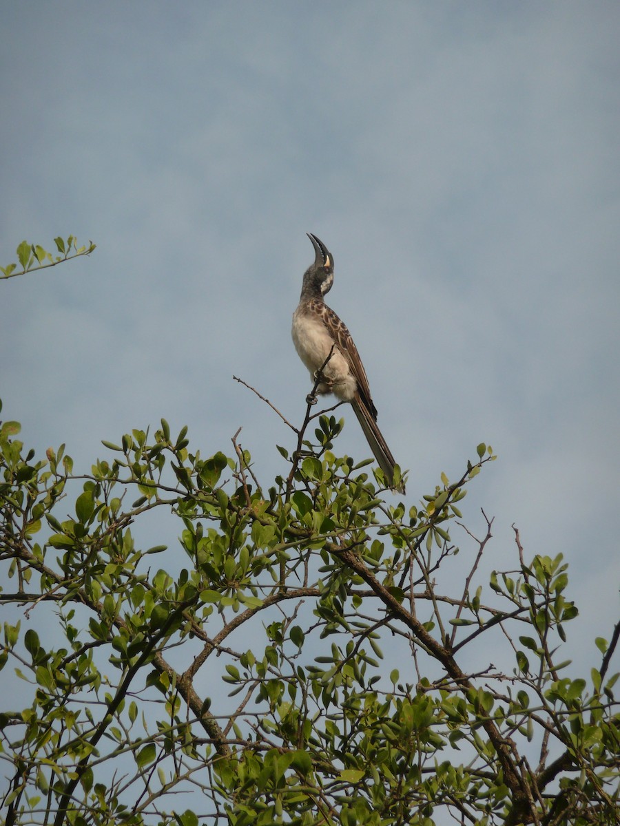 African Gray Hornbill - ML528320051