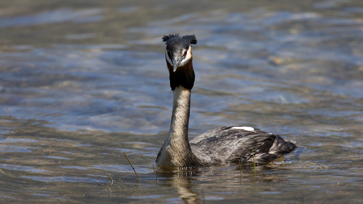 Great Crested Grebe - ML528325151
