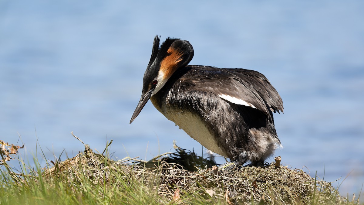 Great Crested Grebe - ML528325171