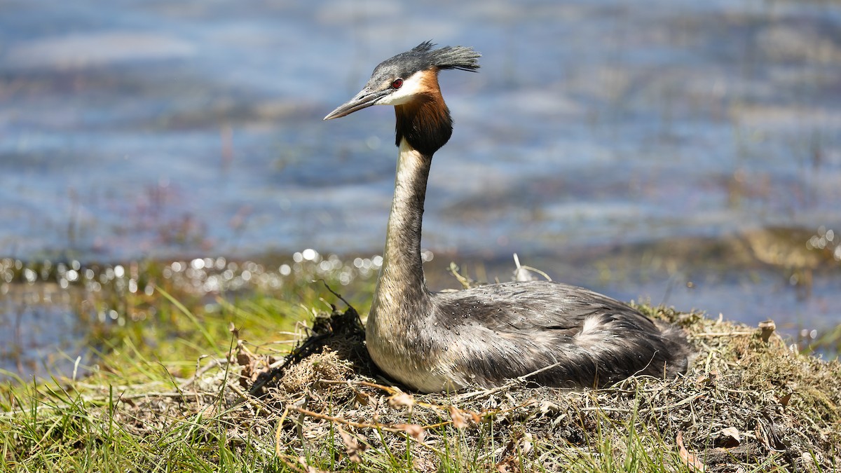 Great Crested Grebe - ML528325181