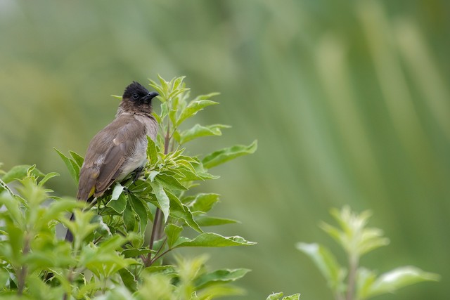 Common Bulbul