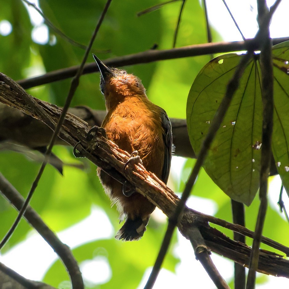 Rufous-breasted Piculet - ML528326681