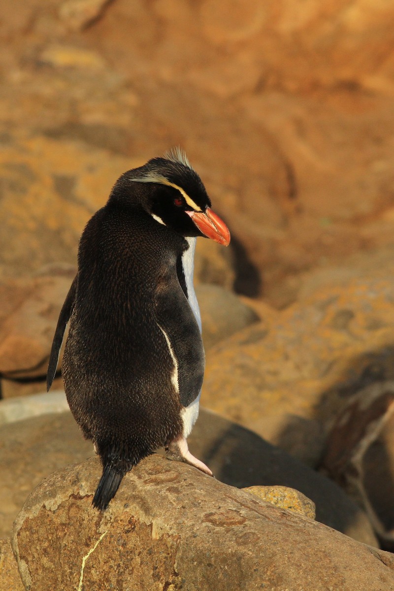 Снарский пингвин - ML52832711