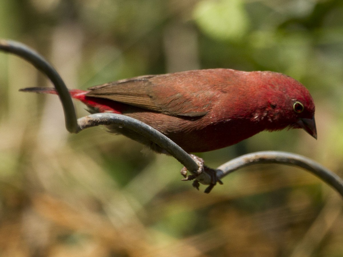Red-billed Firefinch - Phil Stouffer