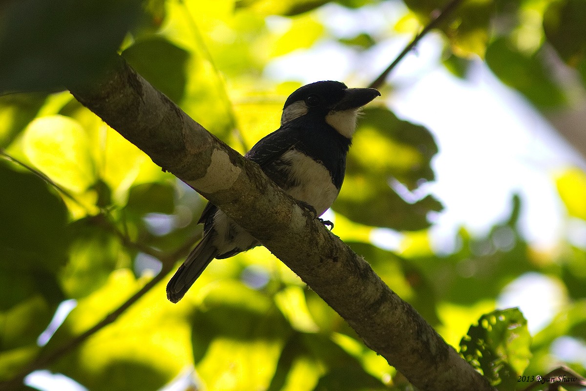 Black-breasted Puffbird - ML52832941