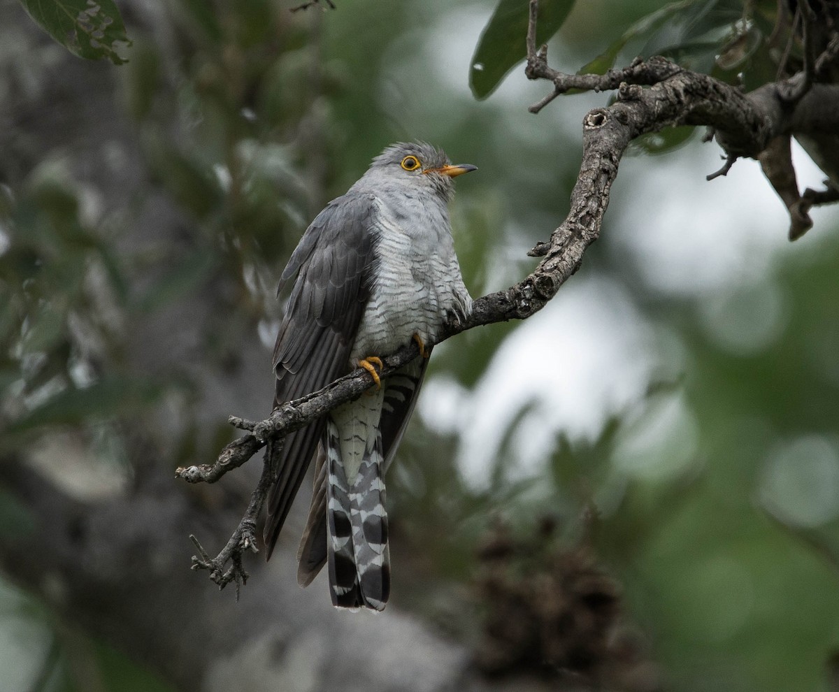 African Cuckoo - ML528330271