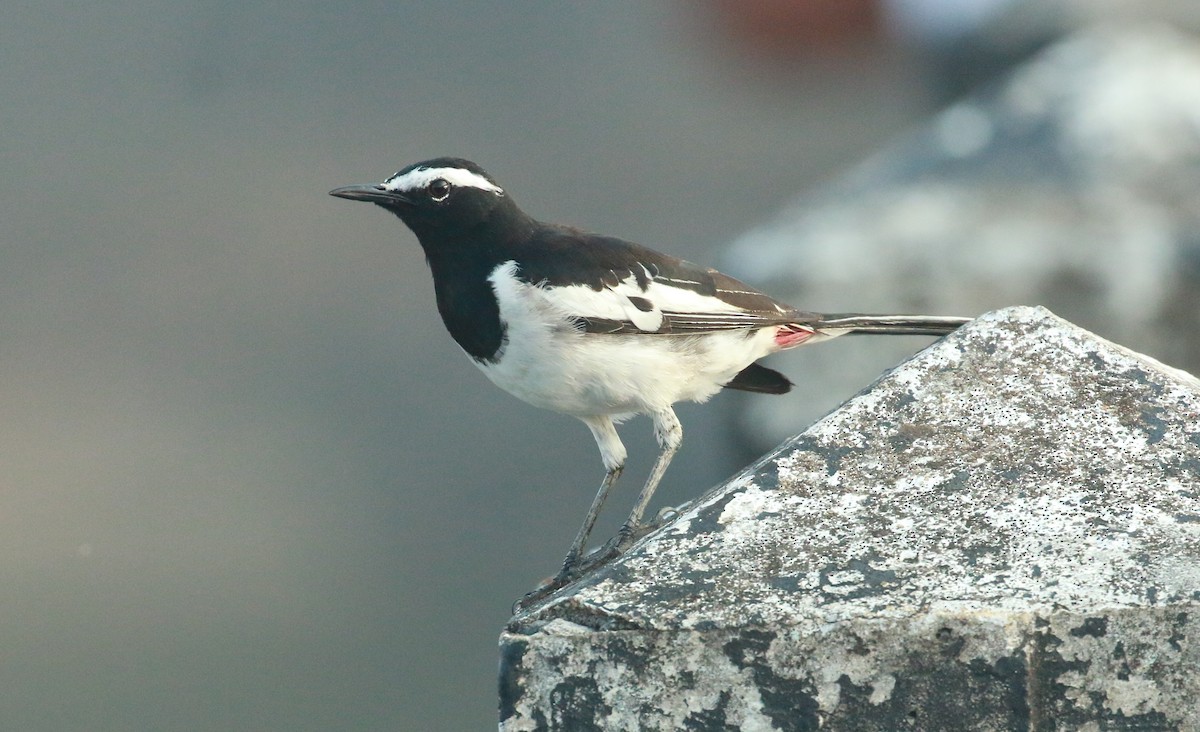 White-browed Wagtail - ML528331341
