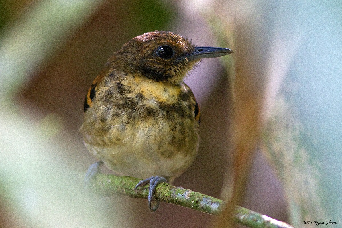 Spotted Antbird - ML52833321