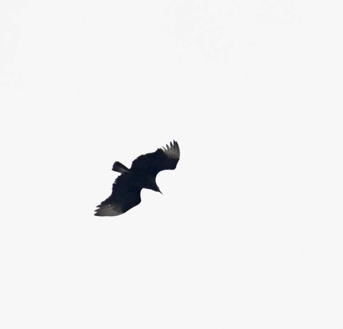Black Vulture - ML528333791