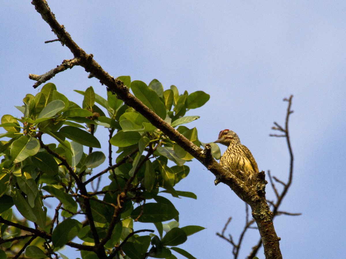 Golden-tailed Woodpecker - Phil Stouffer
