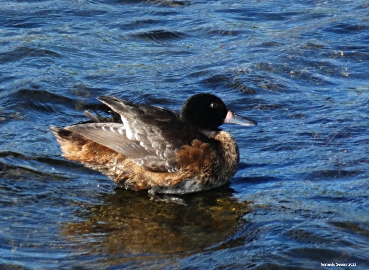 Black-headed Duck - ML528337941