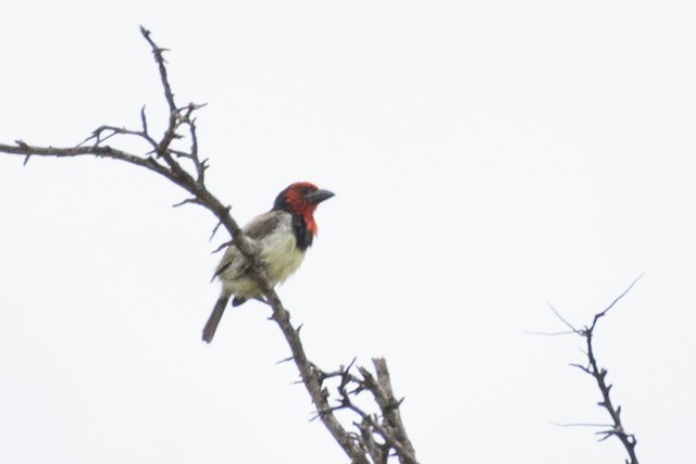 Black-collared Barbet