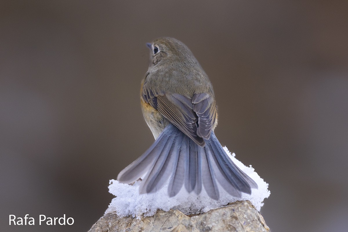 Red-flanked Bluetail - ML528339831