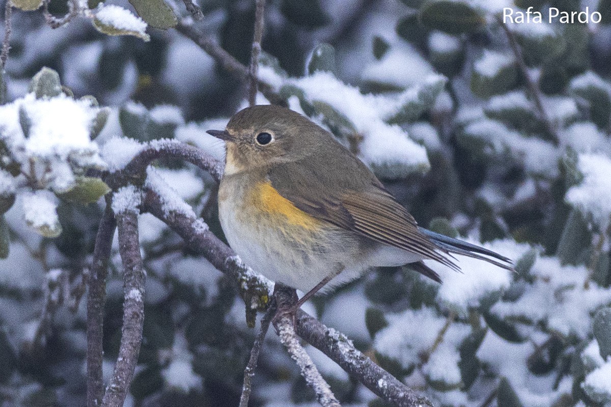 Red-flanked Bluetail - ML528339841