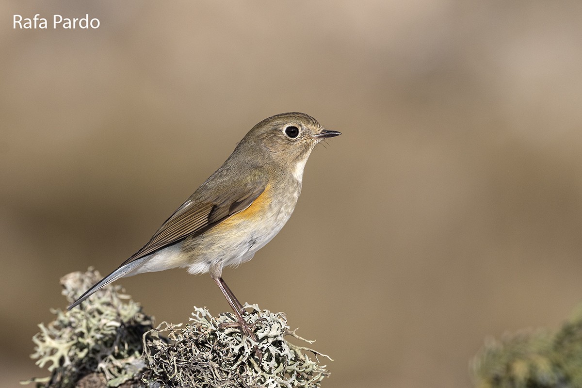 Red-flanked Bluetail - ML528339861