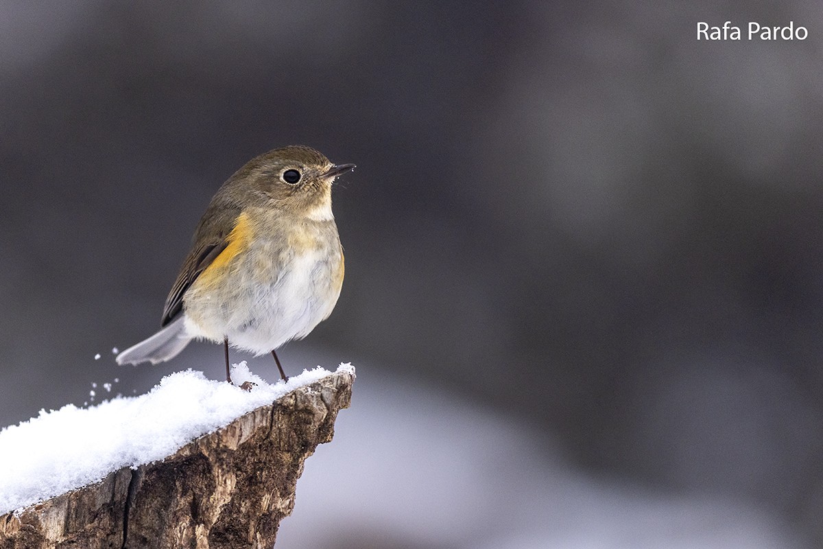 Red-flanked Bluetail - ML528339871