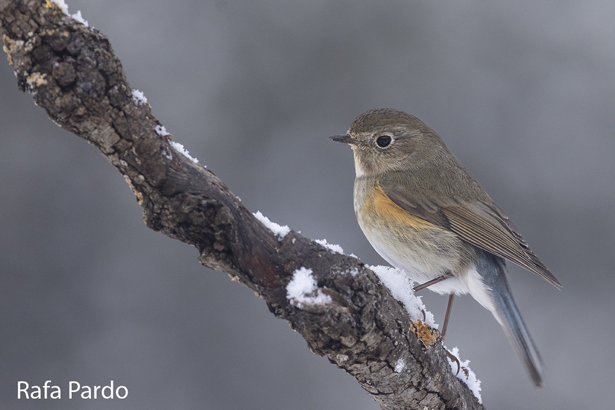 Red-flanked Bluetail - ML528339881