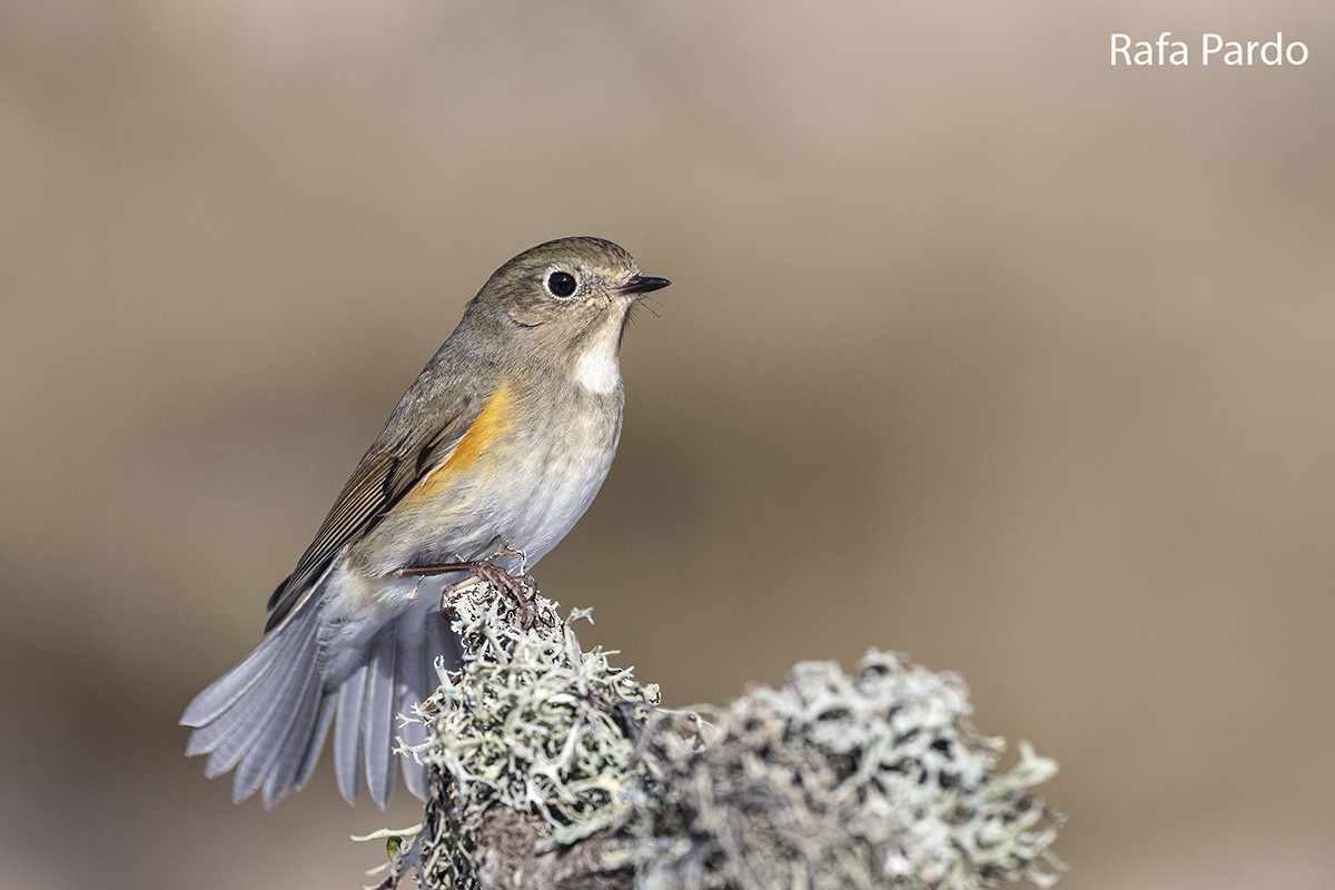 Red-flanked Bluetail - ML528339891