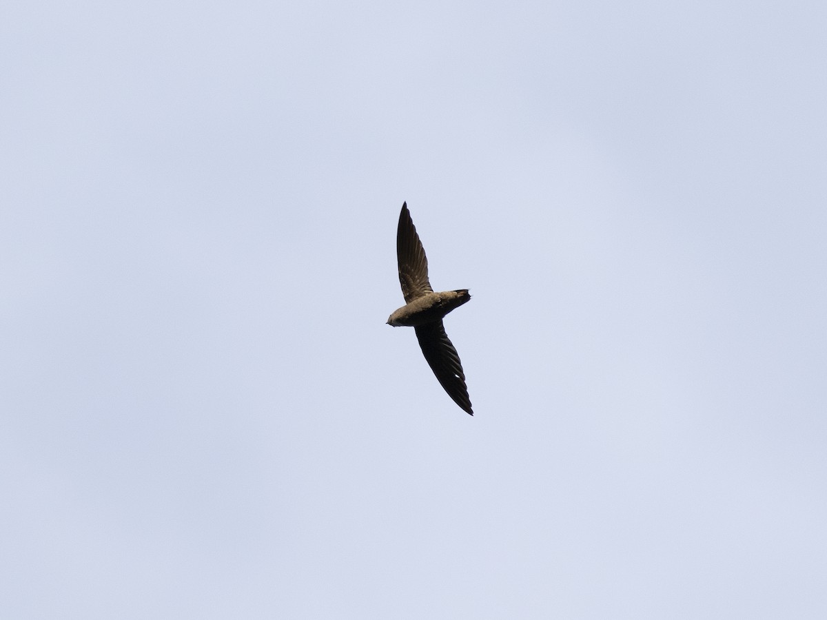 Short-tailed Swift - ML528344591