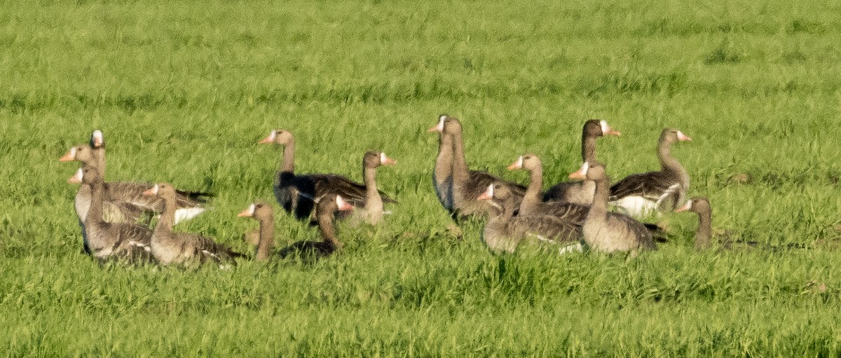 Greater White-fronted Goose - ML528346141