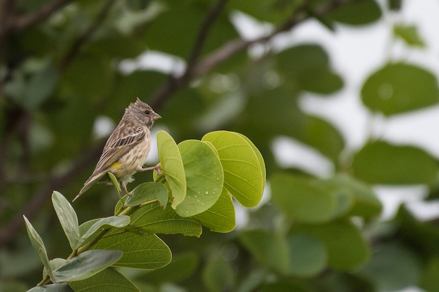 Black-throated Canary