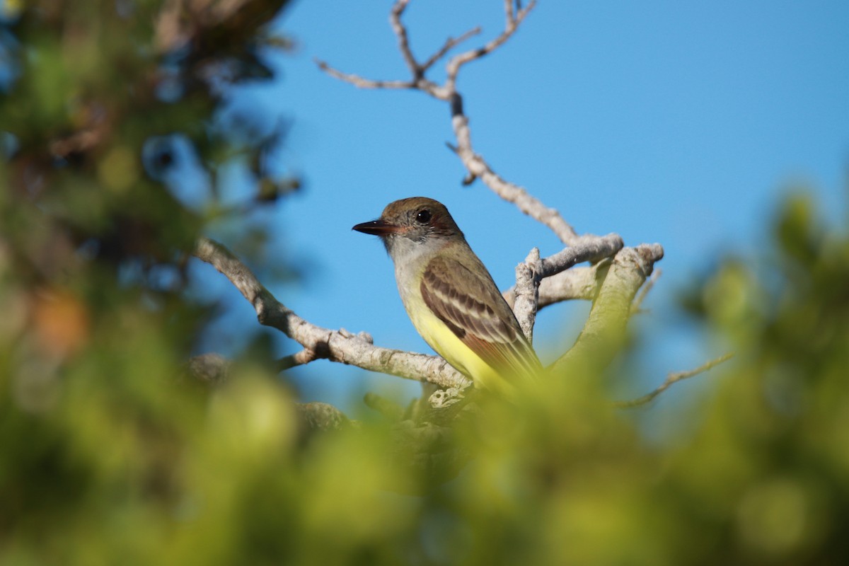 Great Crested Flycatcher - ML528347021