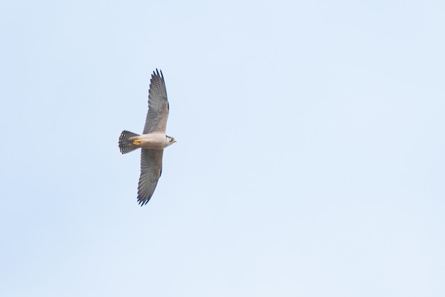 Lanner Falcon