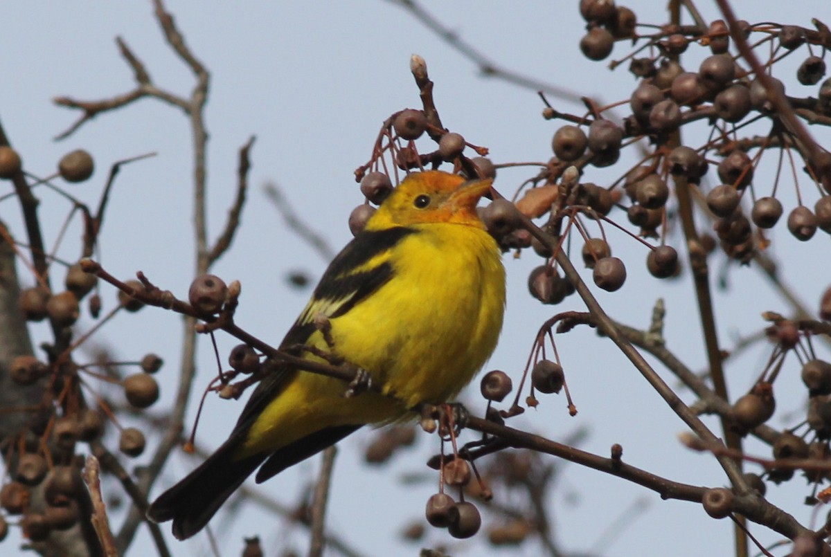 Western Tanager - ML528354531