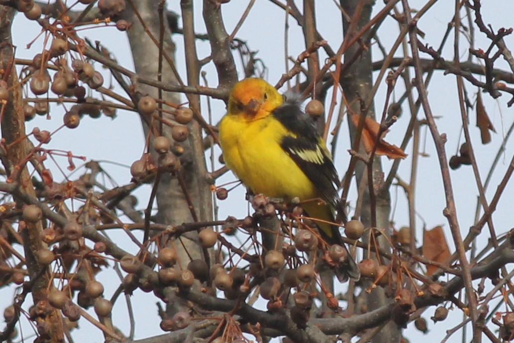 Western Tanager - ML528354541