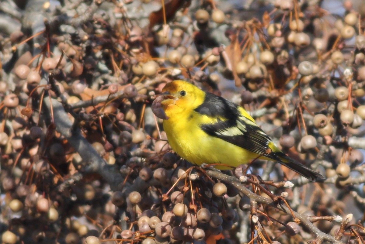 Western Tanager - ML528356041