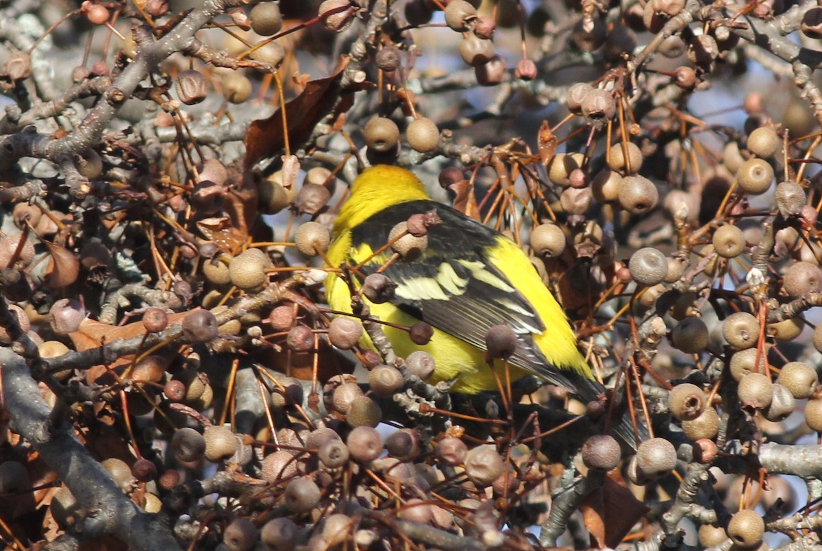 Western Tanager - ML528356061