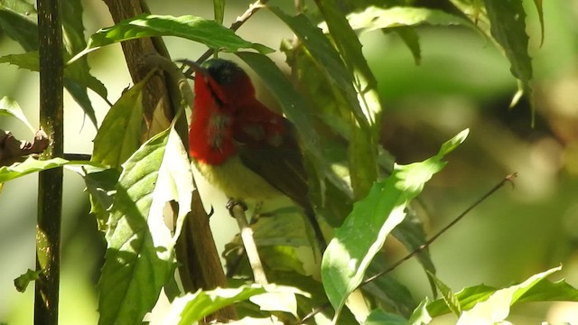 Crimson Sunbird - ML528361941