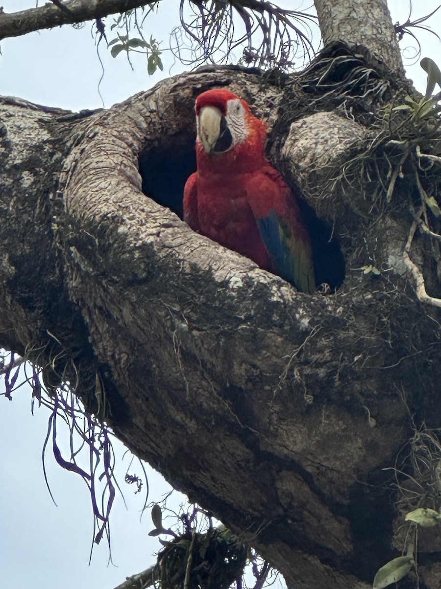 Scarlet Macaw - ML528362291