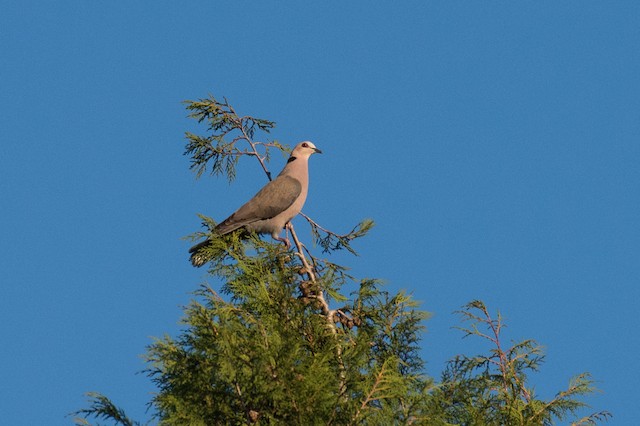 Red-eyed Dove