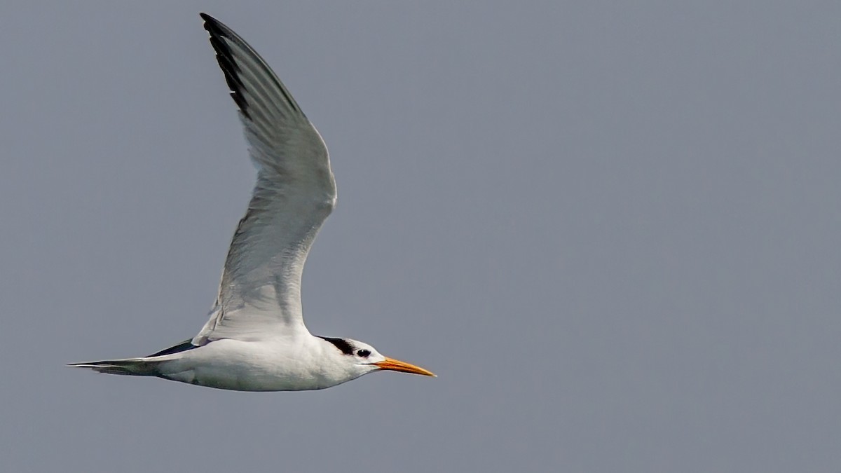 Lesser Crested Tern - Volkan Donbaloglu