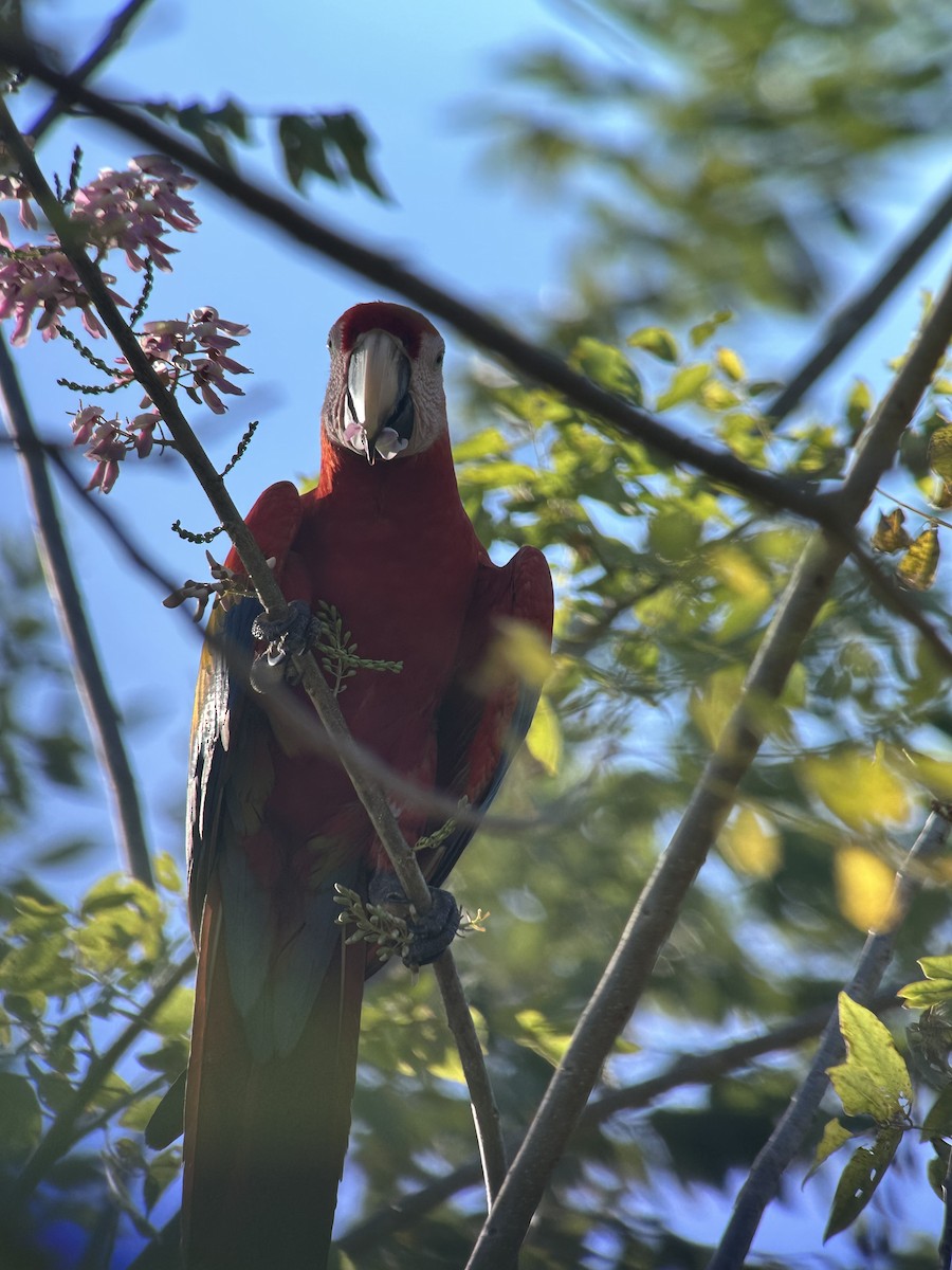 Scarlet Macaw - ML528364381