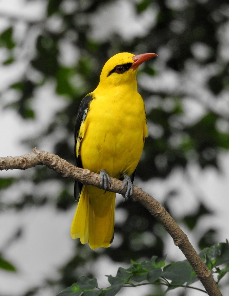 Indian Golden Oriole - ML528366051