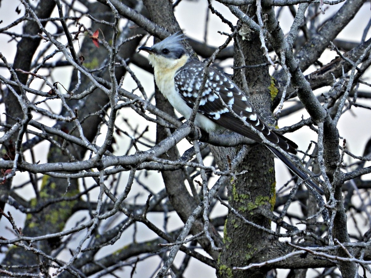 Great Spotted Cuckoo - ML528366581