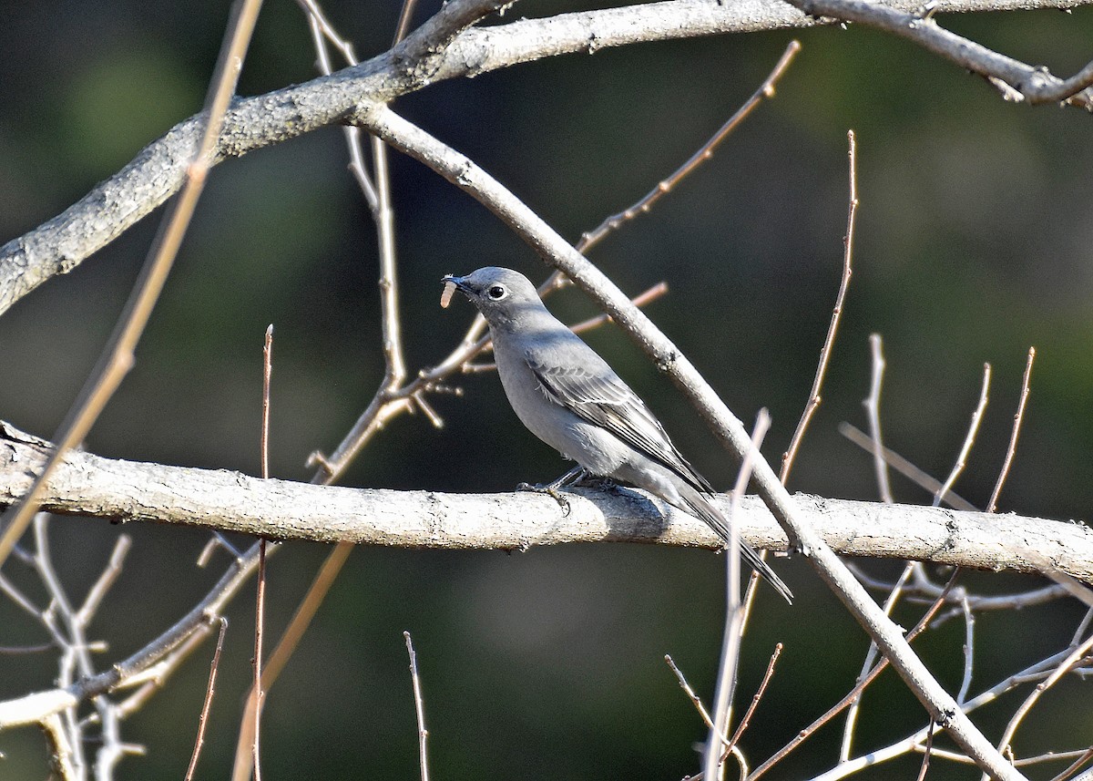 Townsend's Solitaire - ML528367311
