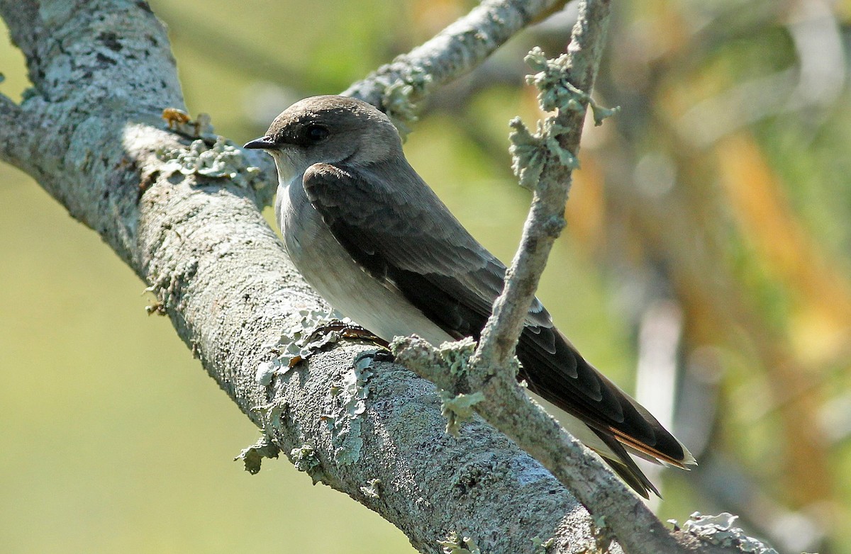 Northern Rough-winged Swallow - Colette Micallef