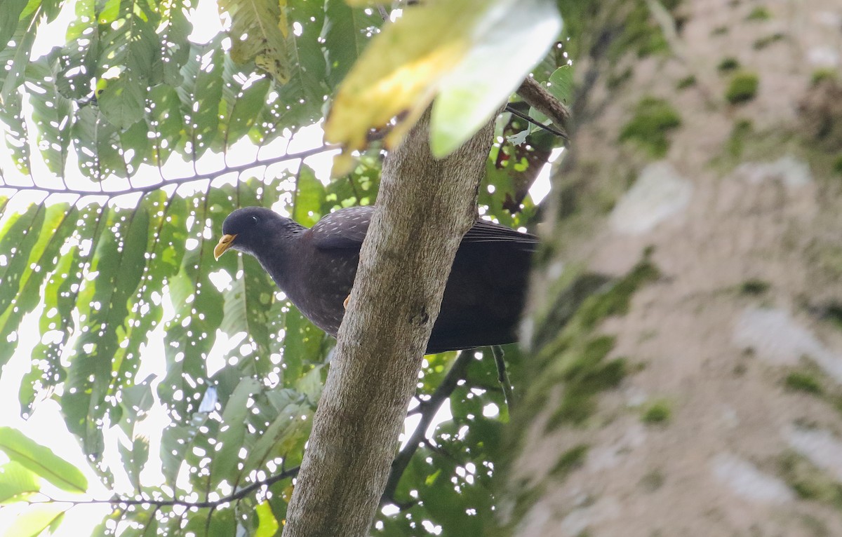 Pigeon de Sao Tomé - ML528370081