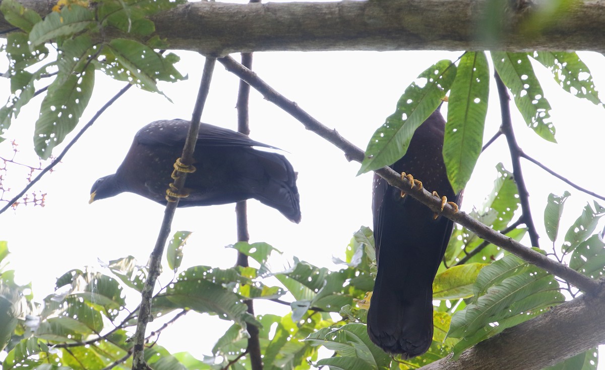 Pigeon de Sao Tomé - ML528370091