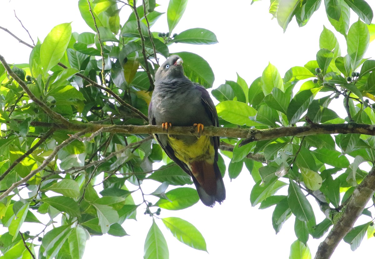 Sao Tome Green-Pigeon - ML528370201