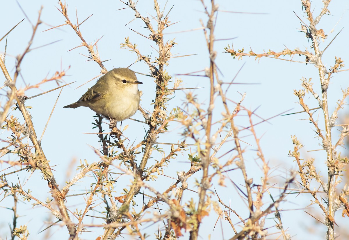 Hume's Warbler - ML528377471